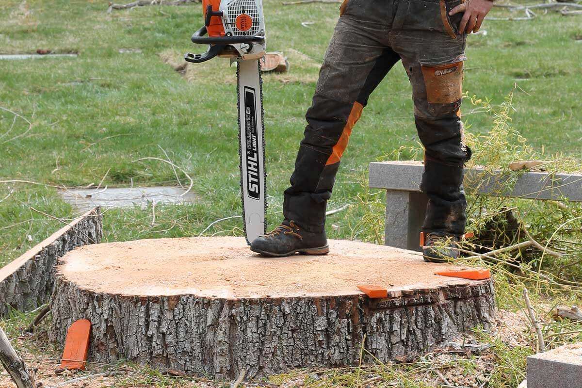 Stump Grinding in Sydney