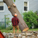 Why Tree Removal in Sydney is Essential for Your Property