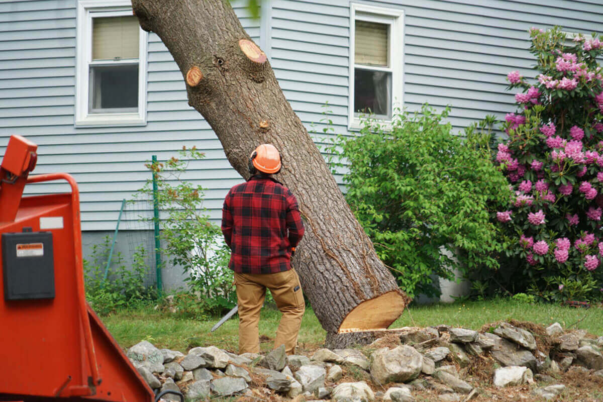 Tree Removal in Sydney