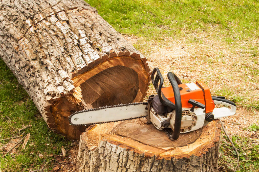 Tree Removal in Sydney