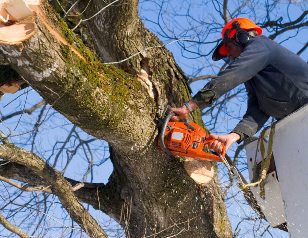 Tree Removal in Sydney